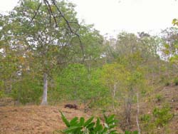 vue finca paquera costa rica